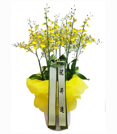 온시디움(여름)