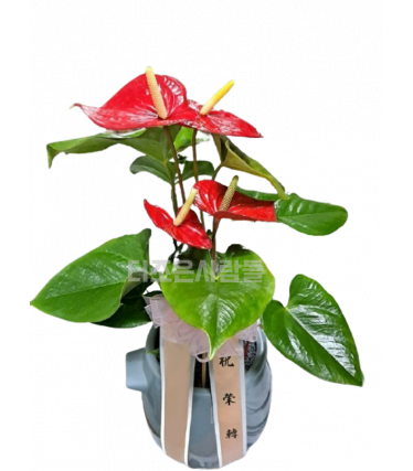 안시리움(테이블용)