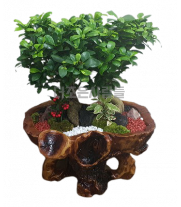 인삼팬더(쌍대)