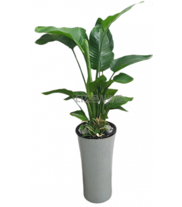 극락조(여인초)