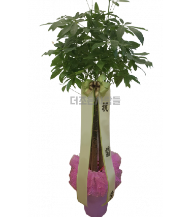 파키라(막분포장)