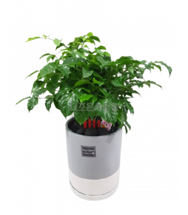 녹보수(테이블용)