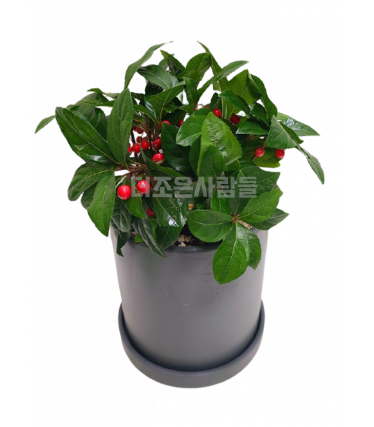 천냥금(테이블용)